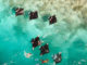 Swim with Manta Rays from The Standard Maldives during Manta Seasons at Hanifaru Bay