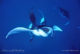 Manta Rays in Baa Atoll at Milaidhoo Island Maldives