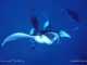 Swim With Manta Rays in Baa Atoll at Milaidhoo Island Maldives