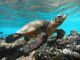 swim with turtle w maldives