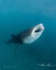 Swim with Whale sharks amilla maldives best resort