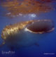 Whale Shark encounter with Reethi Beach diving team at Hanifaru Bay