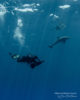 Diving at Amilla Maldives