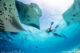 Swimming with Mantas in Hanifaru