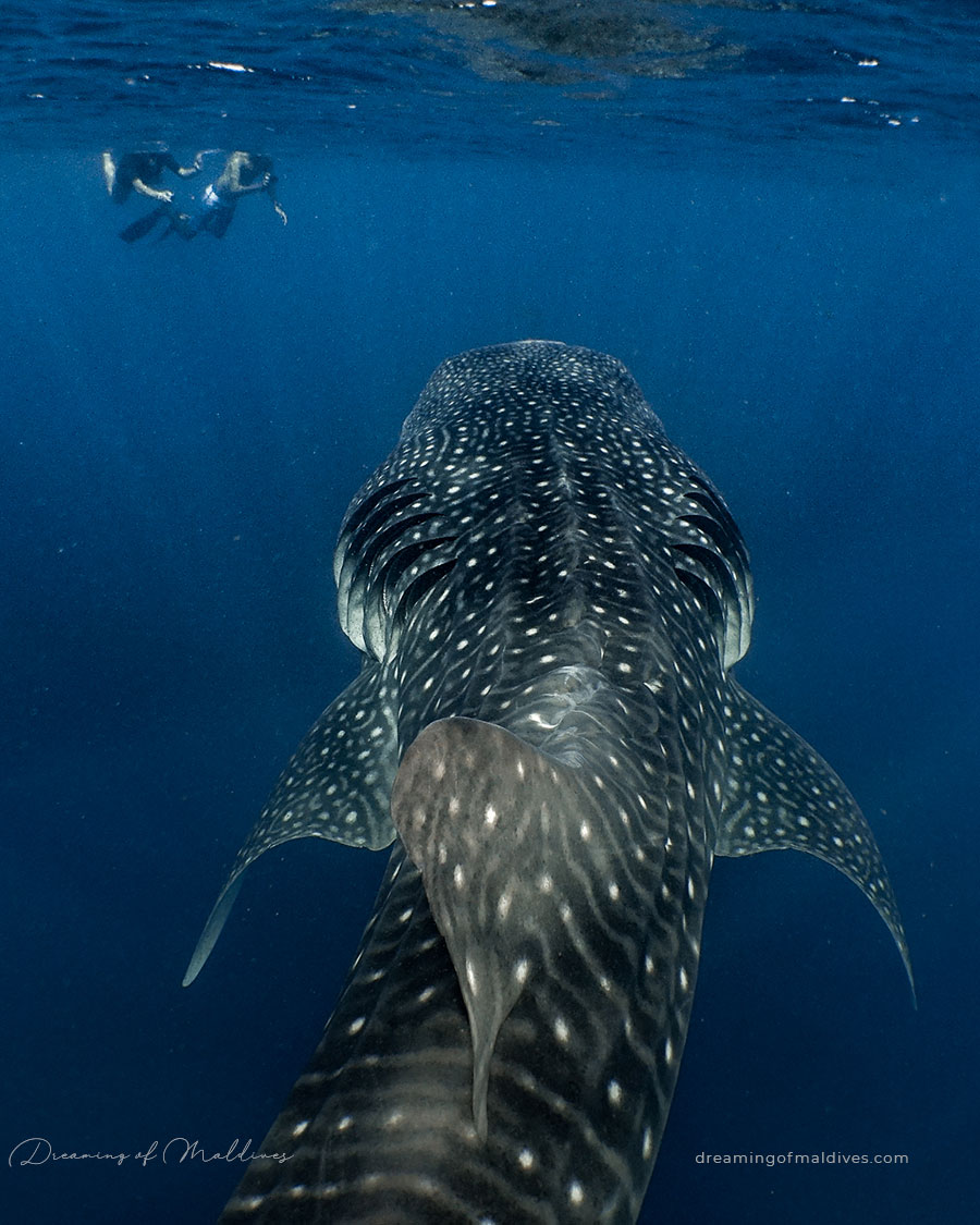 Whale Shark Swimming: Why is May the Best Month