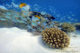 maldives common fish threadfin butterflyfish 