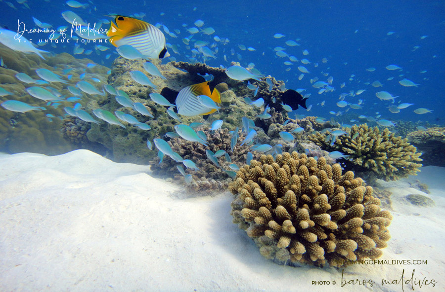maldives common fish threadfin butterflyfish