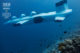 submarine four seasons landaa giraavaru best Maldives