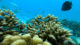 diving reefs maldives CNN in Maldives for reconnect Maldives program
