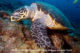 Diving with Turtle North Male Atoll