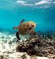 snorkeling with a turtle on w maldives house reefs