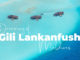 video gili lankanfushi maldives dreaming of