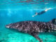 vilamendhoo Maldives best maldives resort swim with Whale shark south ari atoll