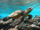 W Maldives snorkeling turtle