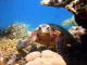 W Maldives snorkeling turtle