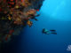 Maldives underwater photo Free Desktop Wallpaper