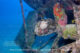 west-rock-wreck-maldives West Rock Wreck - Maldives - Diving at Meeru Island Resort, Maldives North Male Atoll. Ocean Pro