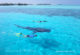 Whale shark in conrad Maldives Rangali Island lagoon