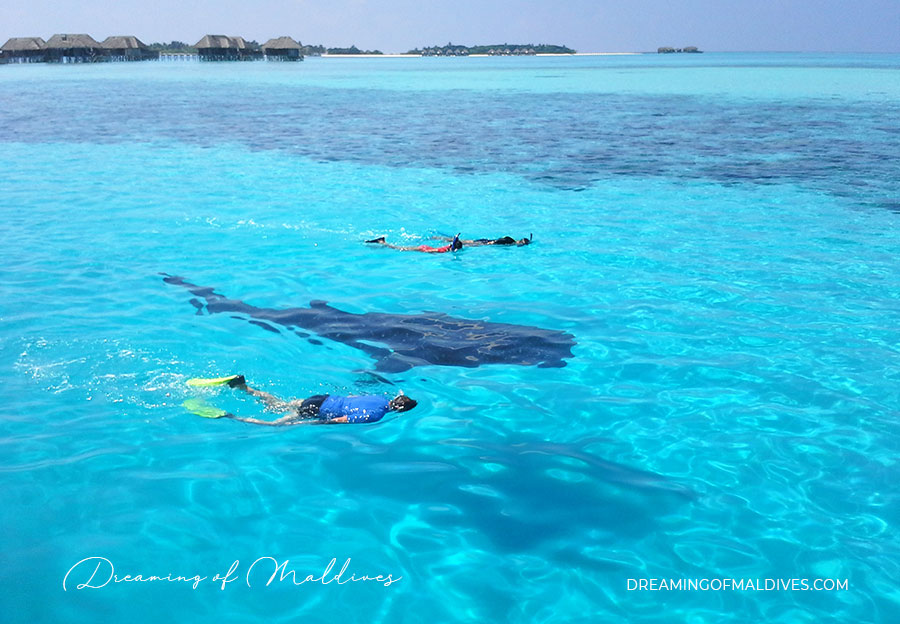 Whale shark Spotted in Conrad Maldives lagoon South Ari Atoll