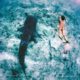 SAMPA maldives whale sharks south ari atoll best place
