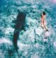 conrad maldives rangali best maldives resort swim with Whale shark south ari atoll SAMPA