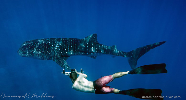 Whale shark Spotted with LUX* South Ari. South Ari Atoll