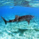 Whale Sharks and MWSRP in South Ari Atoll Maldives