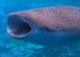 Whale shark mouth in maldives