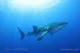 A Whale Shark swimming close to LUX* South Ari Atoll