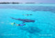 whale shark in South Ari Atoll maldives best atoll swim sea giants
