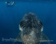 Nemo Real life Destiny Whale shark in Maldives
