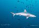Whitetip Shark in Filitheyo Maldives
