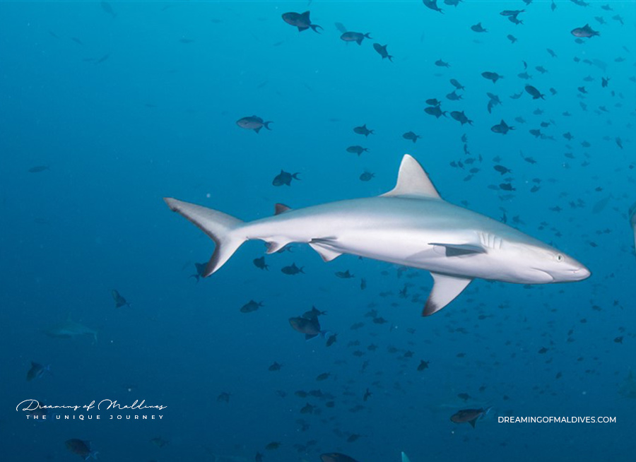 Whitetip Shark in Filitheyo Maldives