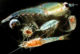 Zooplankton