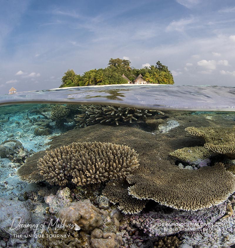 Maldives Underwater Paradise