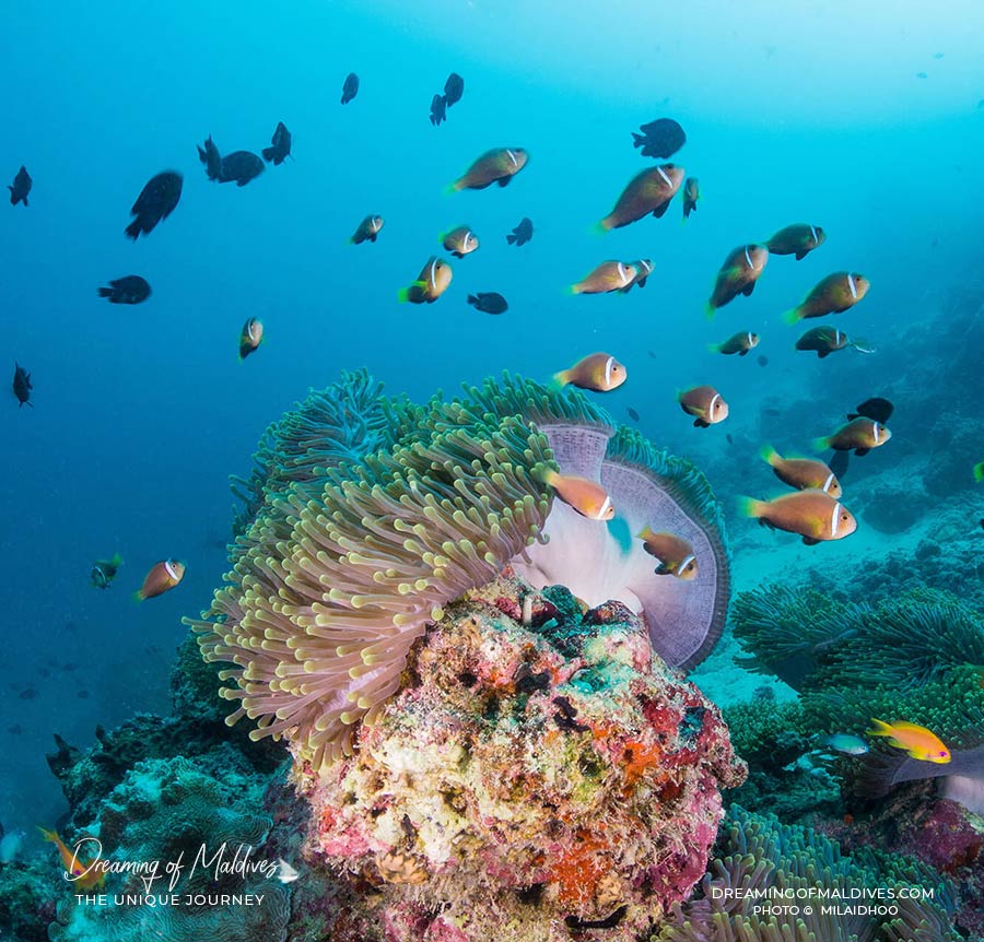 Maldives Underwater paradise Milaidhoo