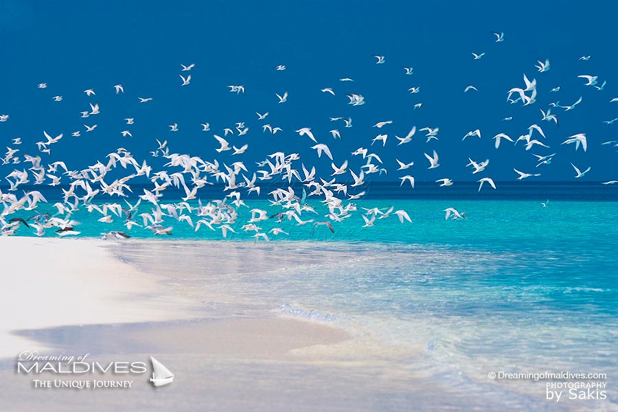 Maldives Paradise Islands - Birds Flying From a Sandbank