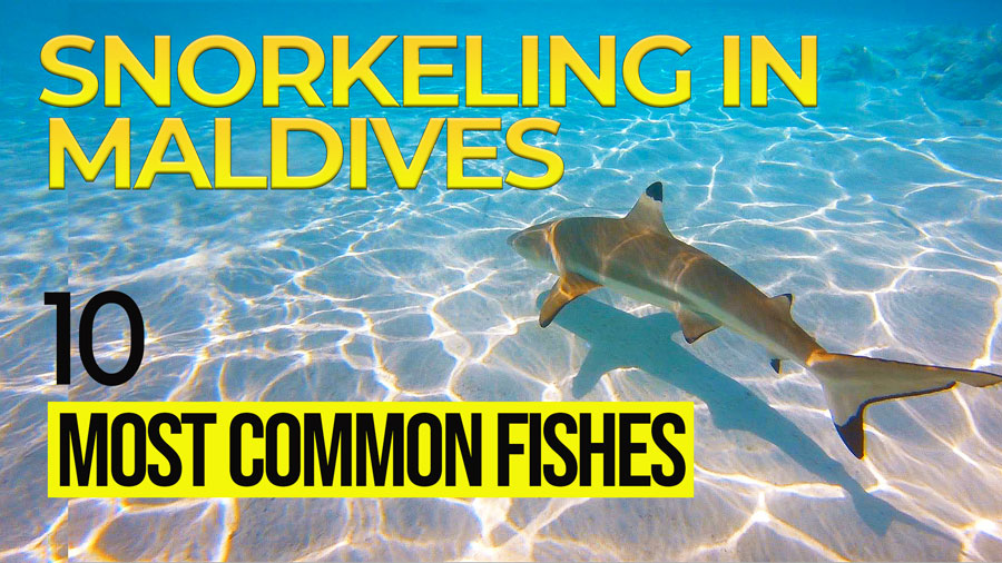Video of the 10 common fishes in Maldives