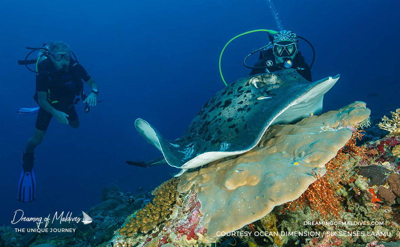 Six Senses Laamu Diving