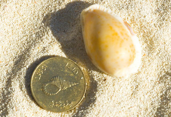 did you know travel fact Maldives Coins