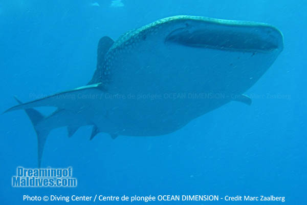 did you know travel fact Maldives Whale Sharks