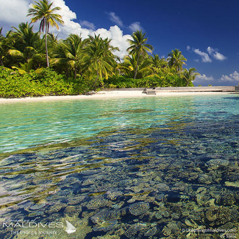 W Maldives best Moment and Place Snorkeling around the resort