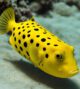 a Flying Boxfish the inspiration behind the seaplane