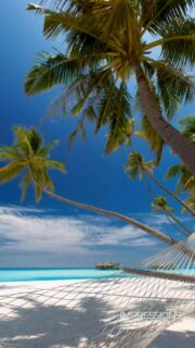 Slow Life, Unplugged, Unbothered, Under the Palms.
🎥 @impressionsphotobysakis  #LuxuryTravel  #luxuryhotel 
 #slowliving  #travelinspiration  #travelgoals