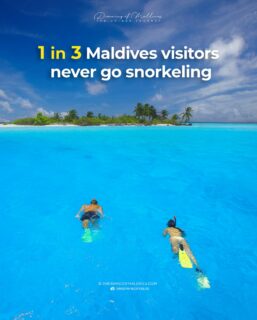 1 in 3 visitors to the Maldives never go snorkeling.
They have no idea how much they’re missing 😲
📷- @impressionsphotobysakis  #Maldives #travel #snorkeling🐠 #traveltrends