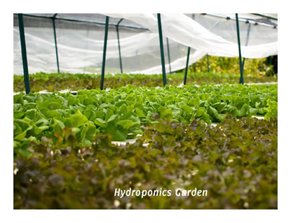 Organic Garden at Kuramathi