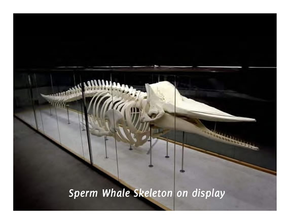 Kuramathi-Eco-Centre (5) Kuramathi Eco Centre - Sperm Whale Skeleton