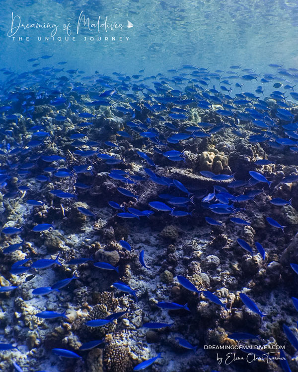 School of Fishes at Amilla Maldives