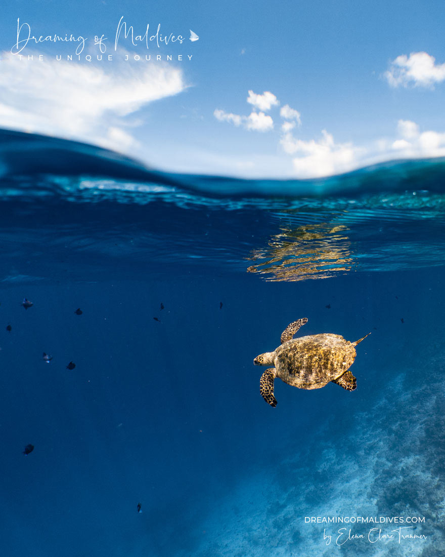 snorkeling with turtles at Amilla Maldives
