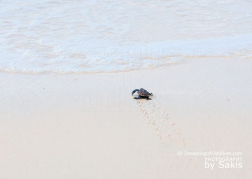 Baby sea turle reaching the sea in Maldives